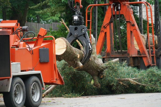 Best Lawn Irrigation Installation and Maintenance  in Laymantown, VA